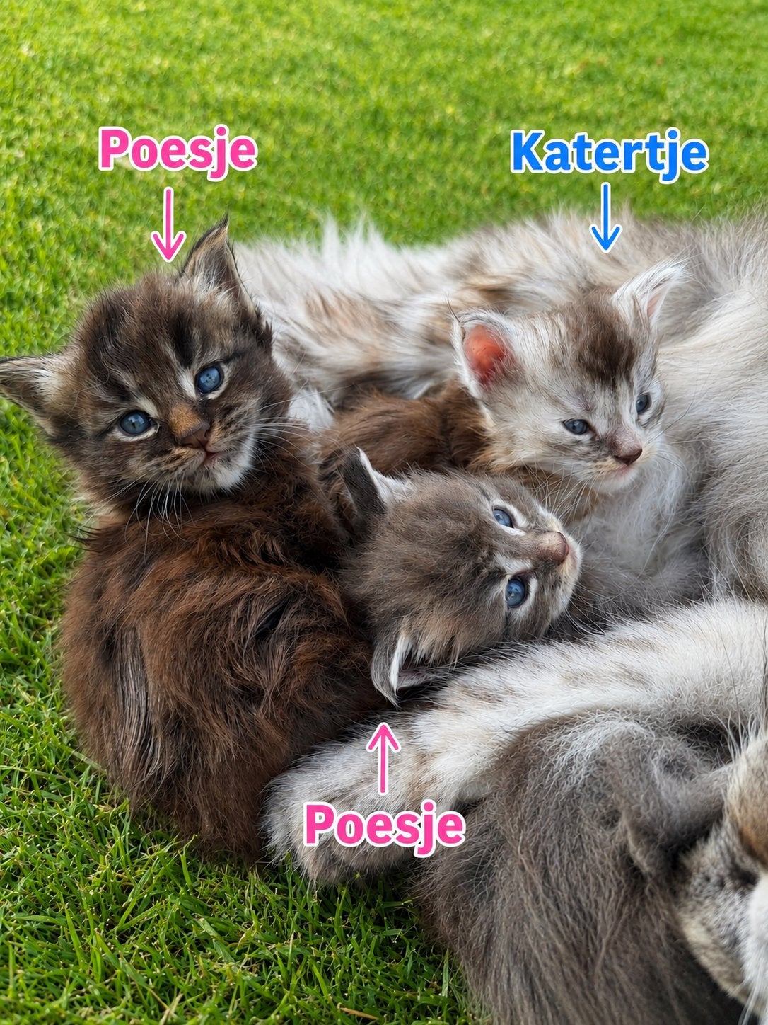Maine coon kittens 4 weken, Meerdere dieren, Met stamboom, 0 tot 2 jaar