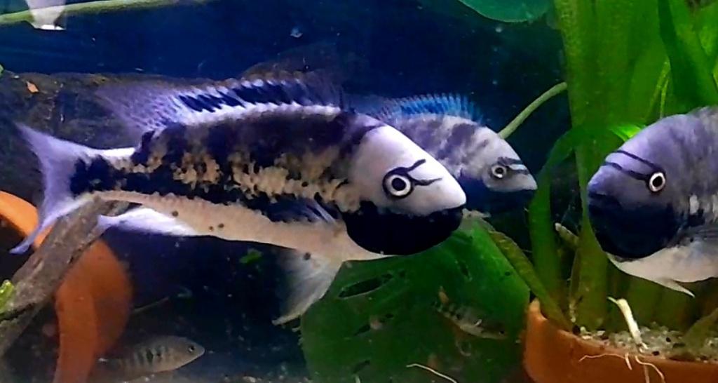 Aquariumvissen Tomocichla, Vis, Zoetwatervis