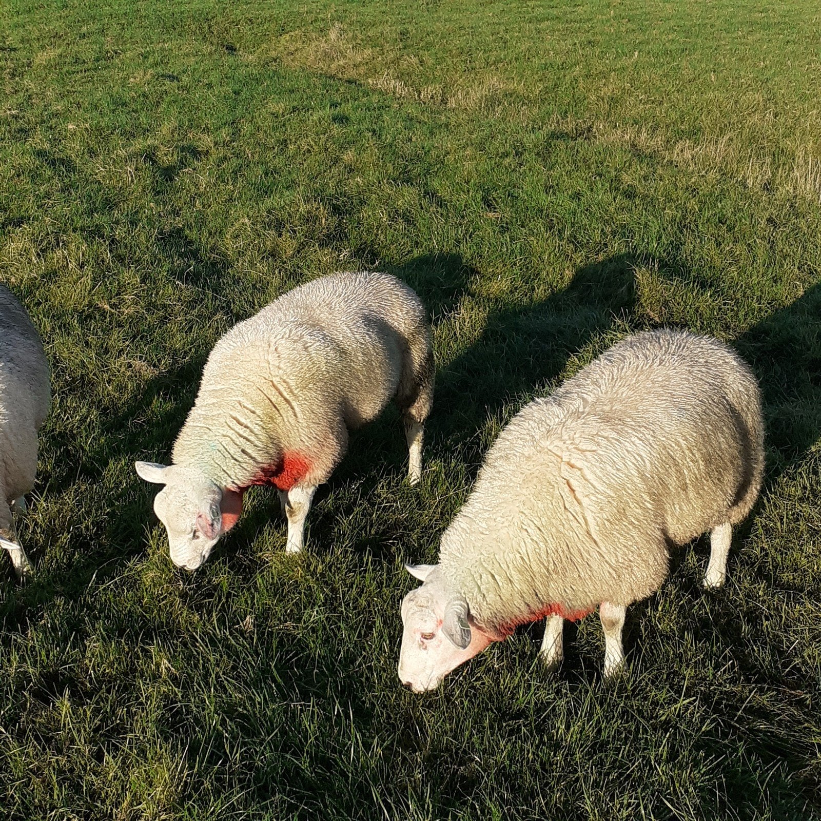 dekrammen, Dieren en Toebehoren, Mannelijk, Schaap