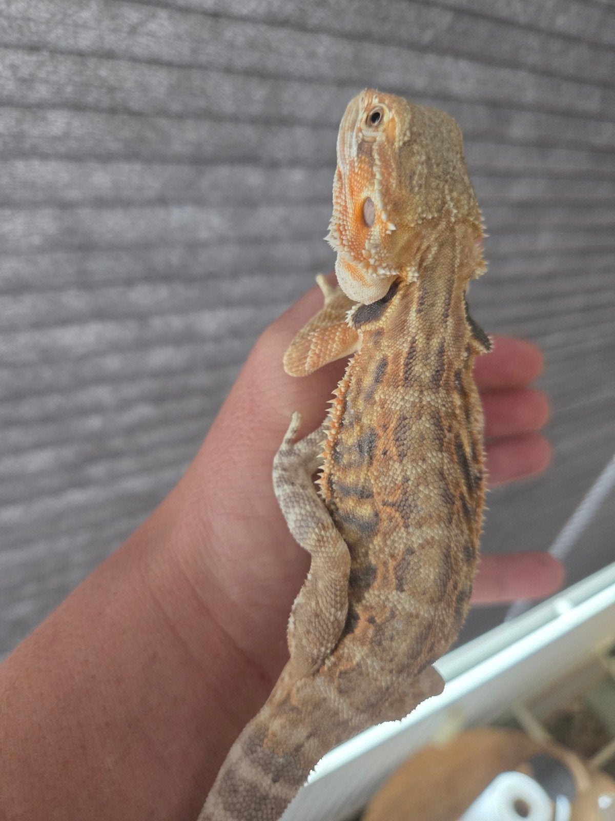 Baardagaam Pogona Vitticeps Normal Citrus Wildkleur Bearded Dragon photo 4