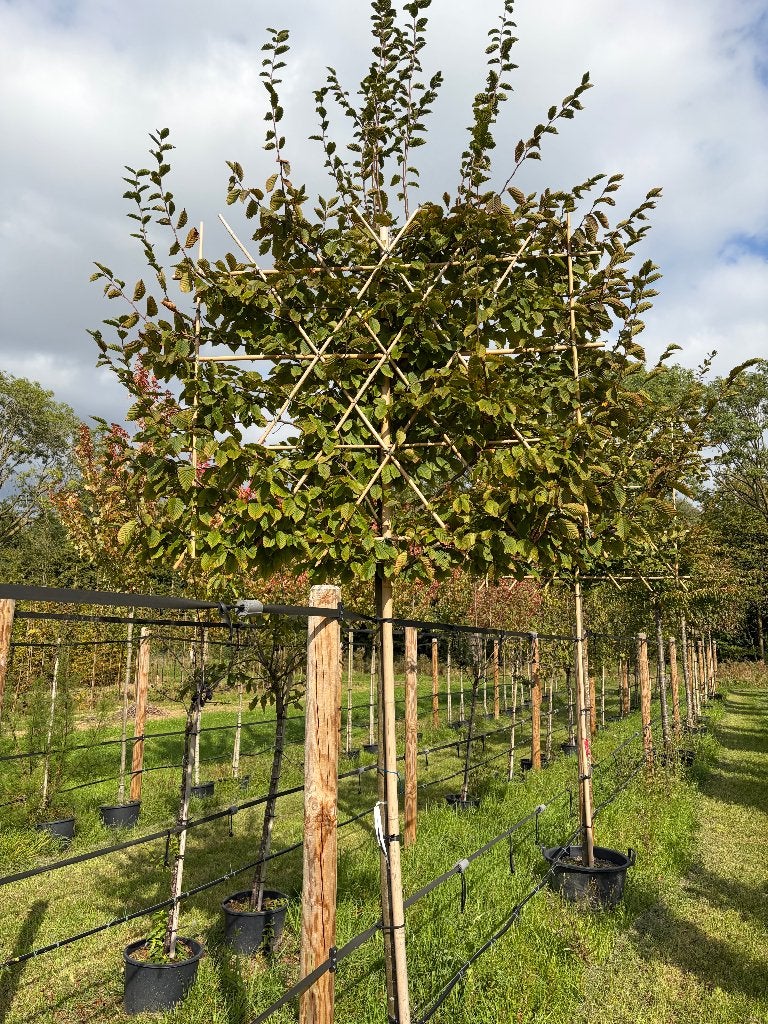 Carpinus betulus leiboom | Haagbeuk | Leiboom met leirek |, In pot, Bloeit niet, Leiboom, Halfschaduw