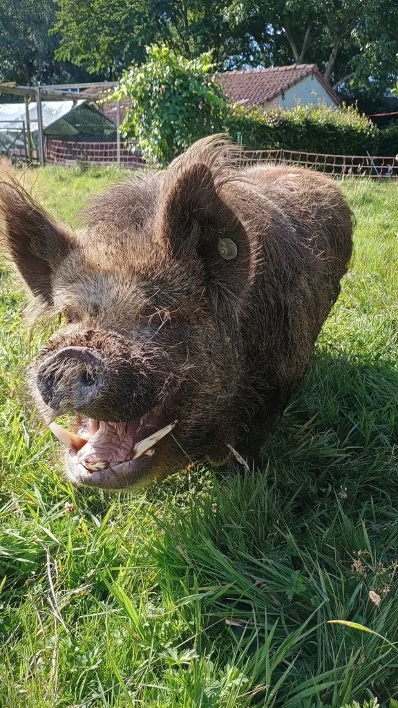 Gezocht stamboek kune kune intacte beer, Mannelijk, Varken