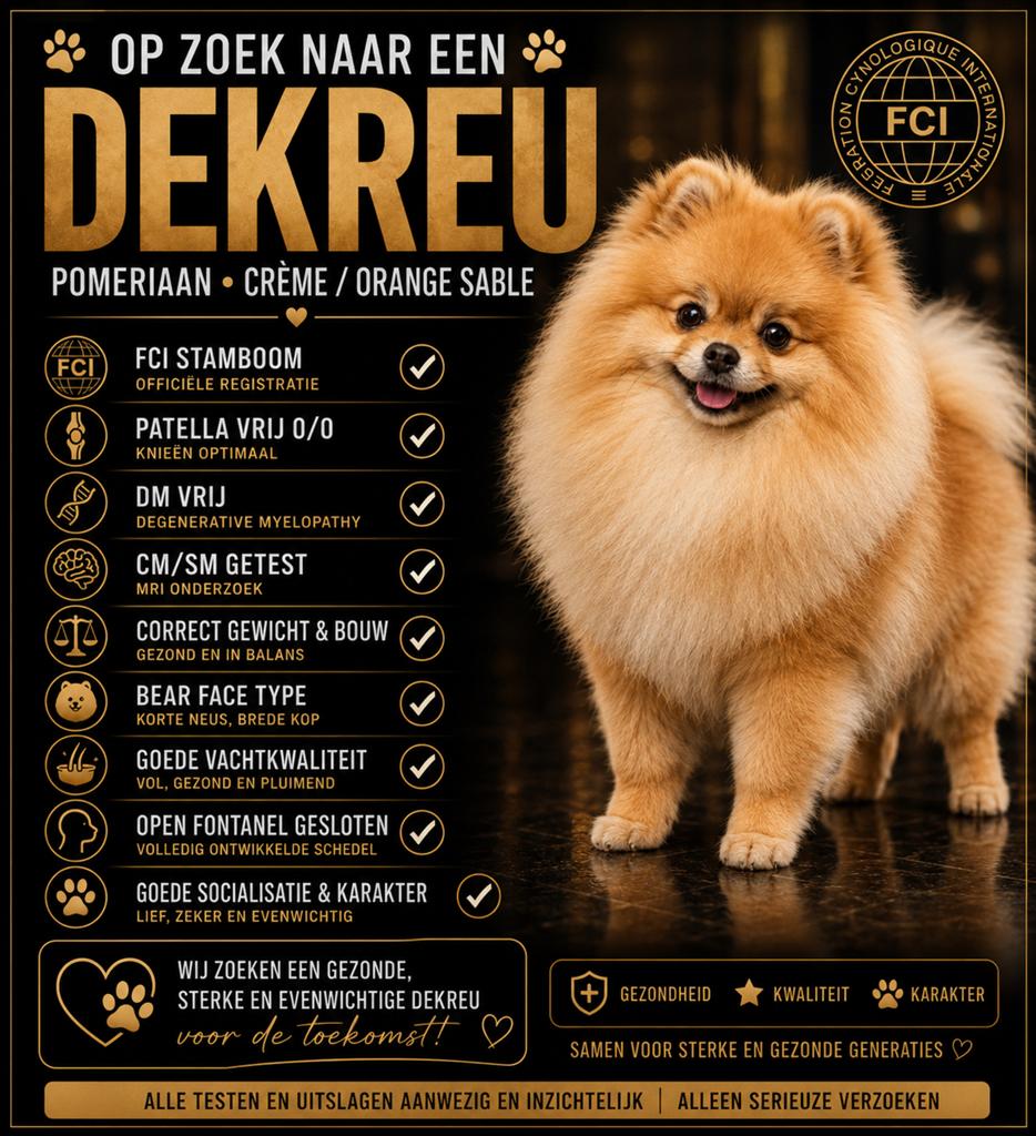 Dekreu gezocht met FCI en gezondheidtesten, Dieren en Toebehoren, Honden | Poolhonden, Keeshonden en Oertypen, Keeshond, Reu, Parvo