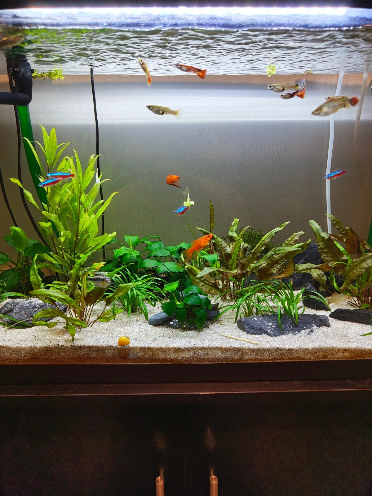 Complete JBL Aquariumset – Volledig ingedraaid + vissen + pl, Dieren en Toebehoren, Vissen | Aquaria en Toebehoren, Ophalen, Zo goed als nieuw