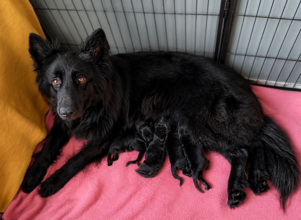 Prachtige Oud Duitse Herder pups, Dieren en Toebehoren, Parvo, 8 tot 15 weken, Meerdere, Meerdere dieren