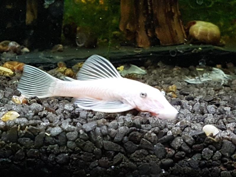 Ancistrus vrouw L144 volwassen snow withe, Dieren en Toebehoren, Vissen | Aquariumvissen, Vis, Zoetwatervis
