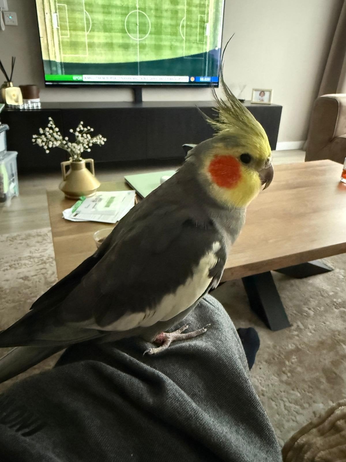 Valkparkiet, genaamd Spikey :) inclusief kooi, Mannelijk, Parkiet, Pratend