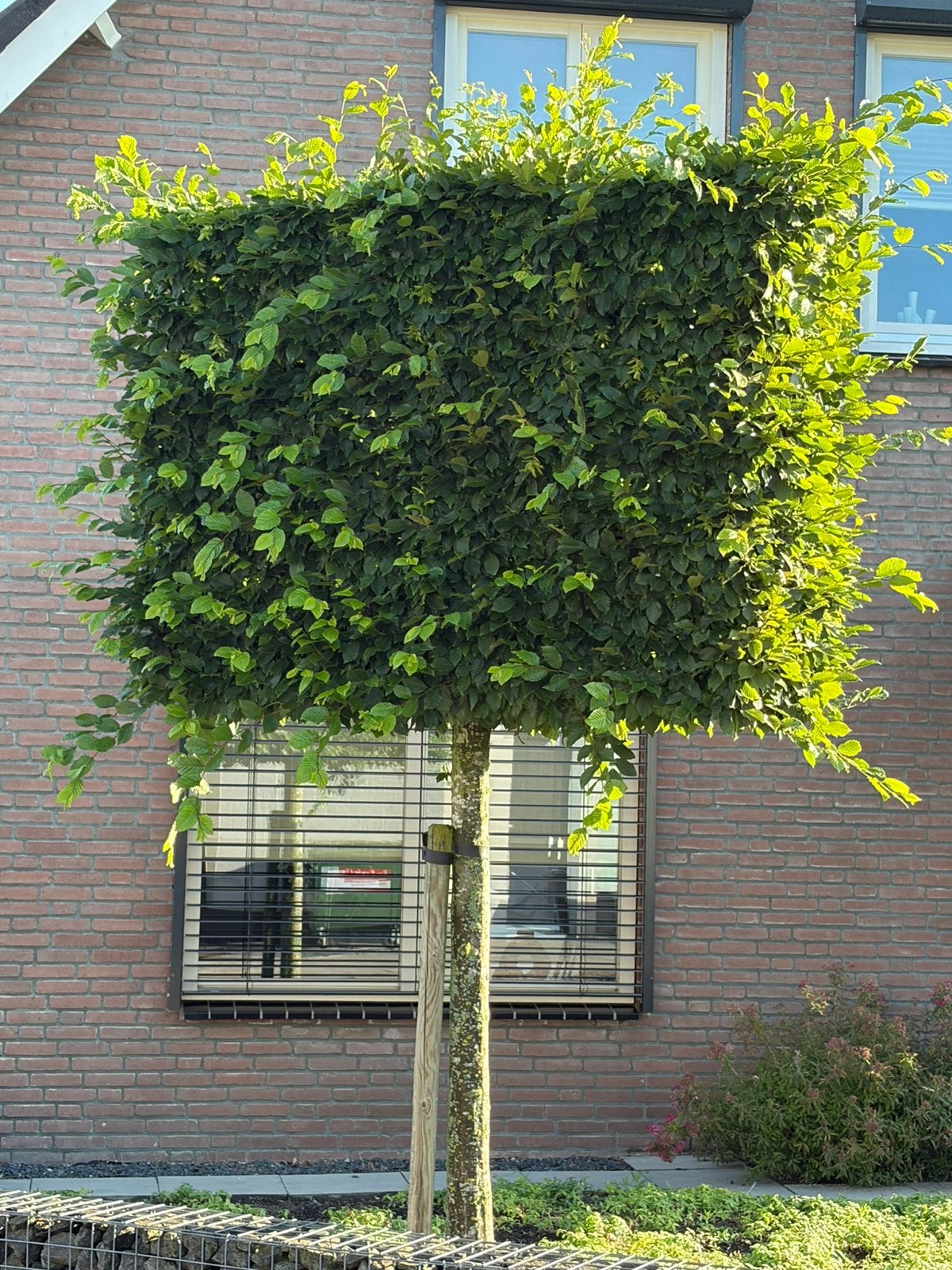 Volwassen leihaagbeuk  2 stuks / leiboom in blokvorm, Tuin en Terras, Planten | Bomen, Overige soorten, 250 tot 400 cm, Volle zon