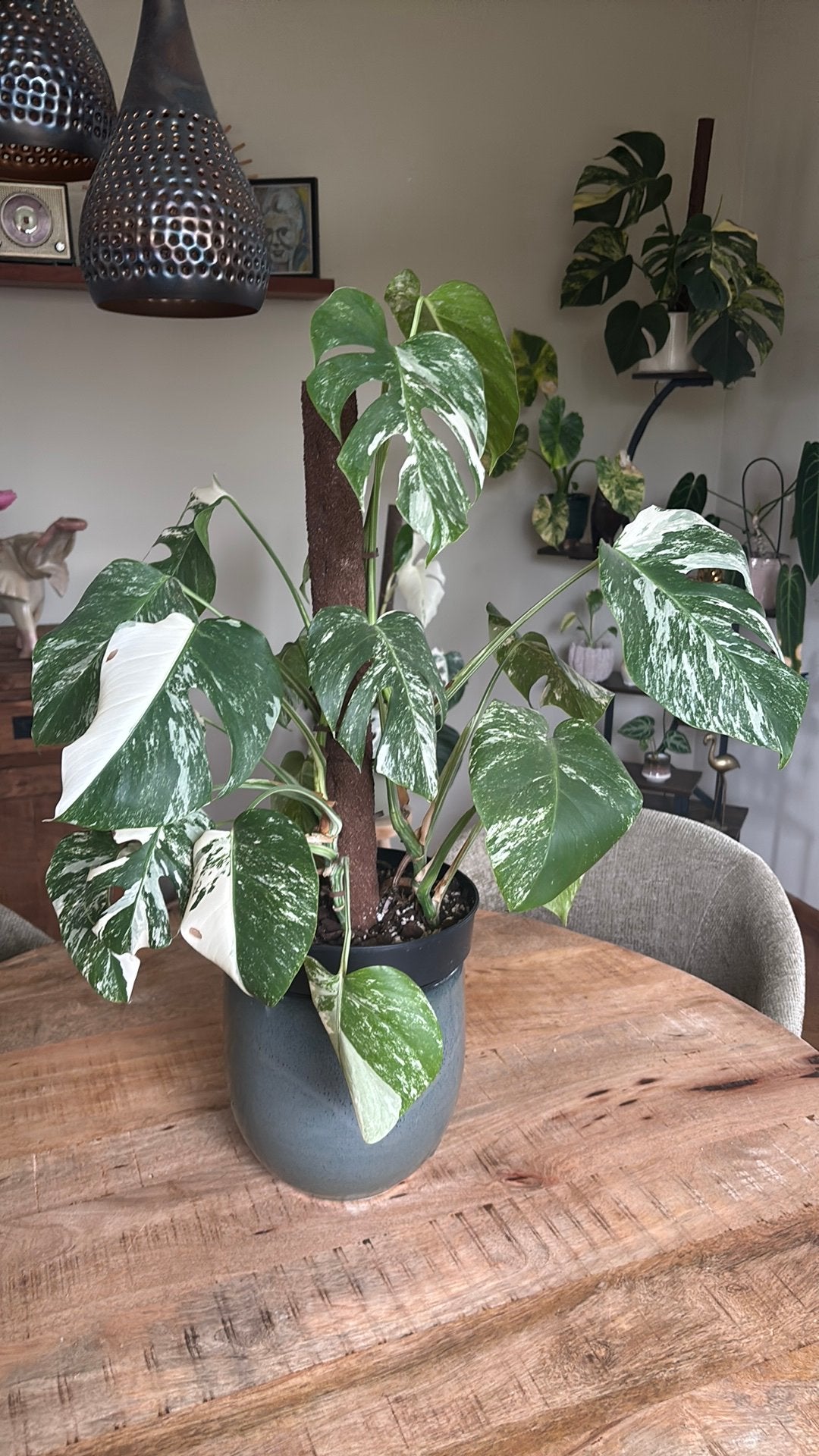 Monstera deliciosa variegata, Ophalen, Halfschaduw, Minder dan 100 cm