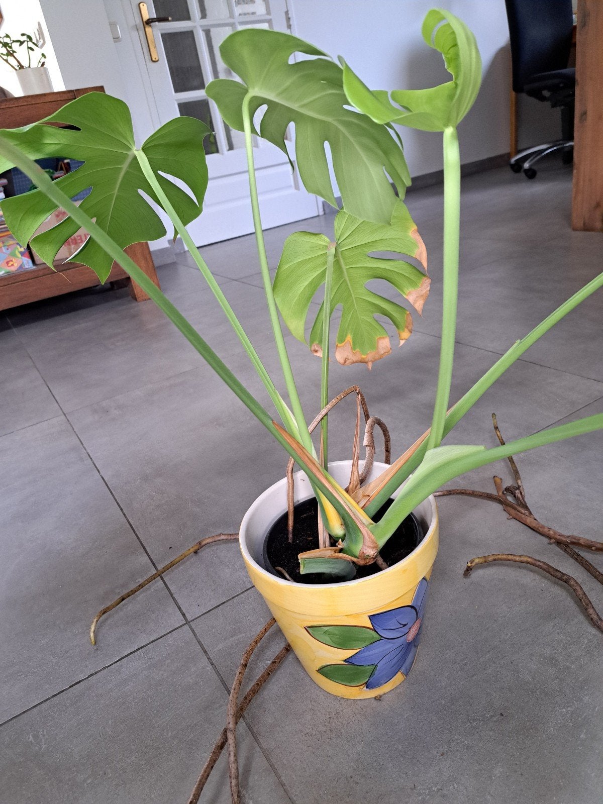 Monstera Deliciosa - Grote Kamerplant, Ophalen, Overige soorten, Halfschaduw, Minder dan 100 cm