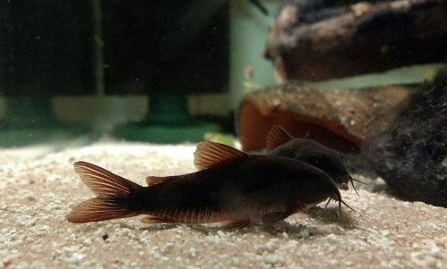2x Corydora Venezuela, Vis, Zoetwatervis, Schoolvis