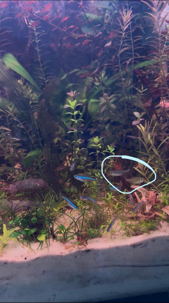 2 Goud Tetra/Hemigrammus Rodwayi op zoek naar school, Dieren en Toebehoren, Vissen | Aquariumvissen, Vis, Zoetwatervis, Schoolvis