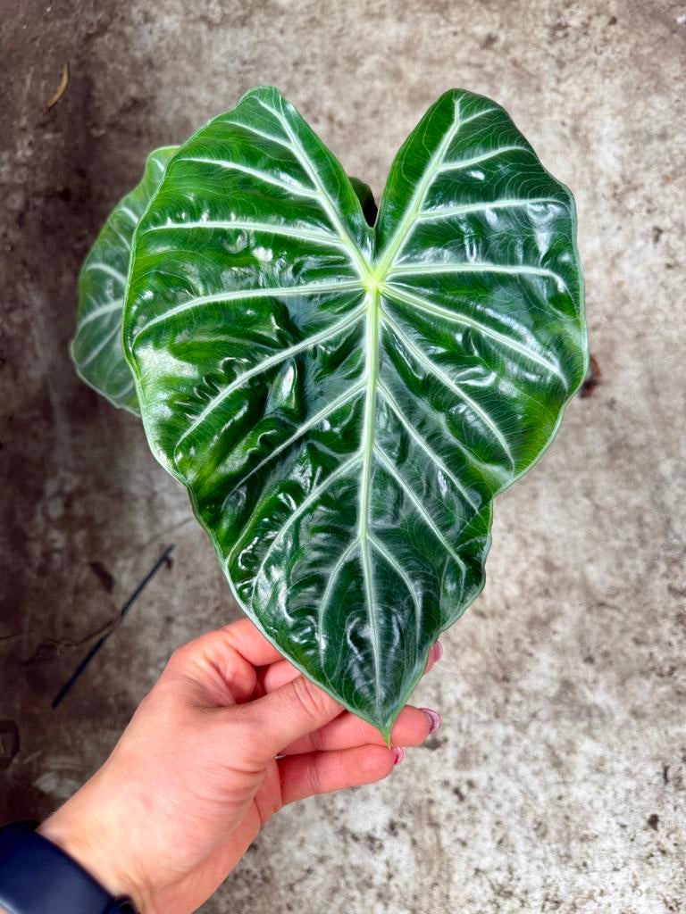 Alocasia Pink Dragon p12, Huis en Inrichting, Kamerplanten, Ophalen of Verzenden