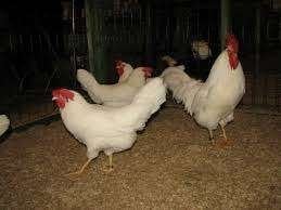 Jonge Legkippen: Leghorn-Barnevelder-NHB-Ishlander-Sussex., Dieren en Toebehoren, Pluimvee, Vrouwelijk, Kip