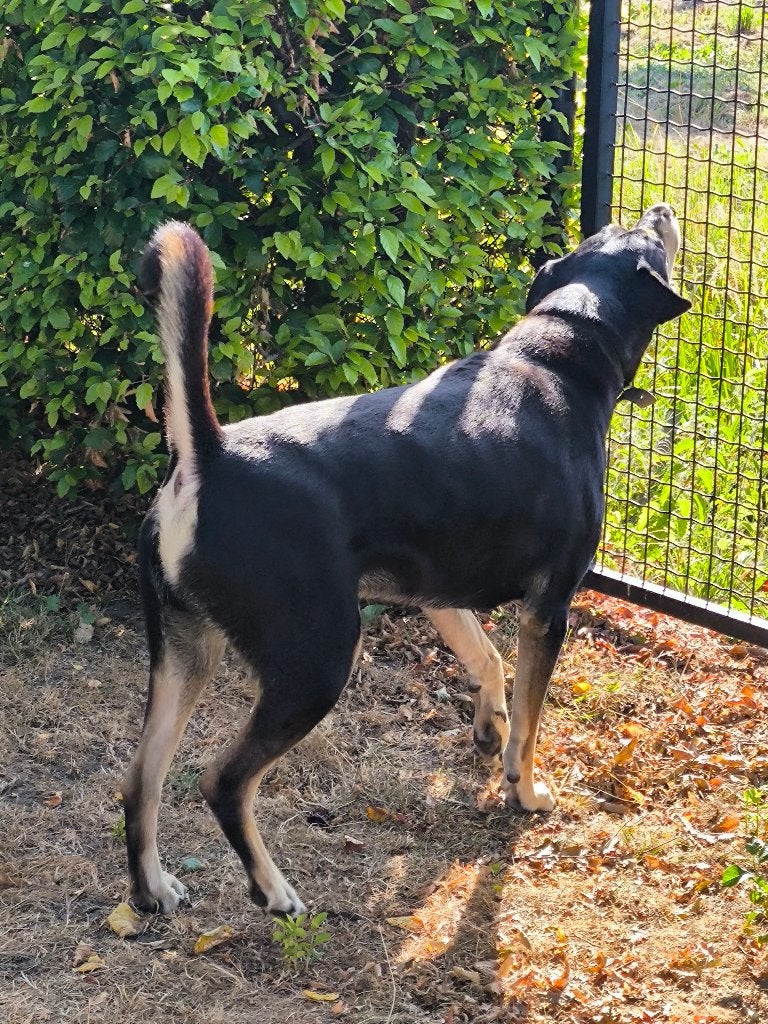 Waakhond herplaatsing – Ervaren baasje gezocht, 6 jaar of ouder, Reu, Parvo, Eén hond