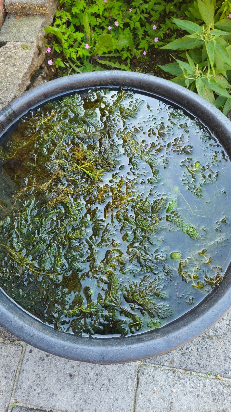 Zuurstofplanten Grof hoornblad 1 emmer voor 10 euro, Tuin en Terras, Vijvers, Ophalen