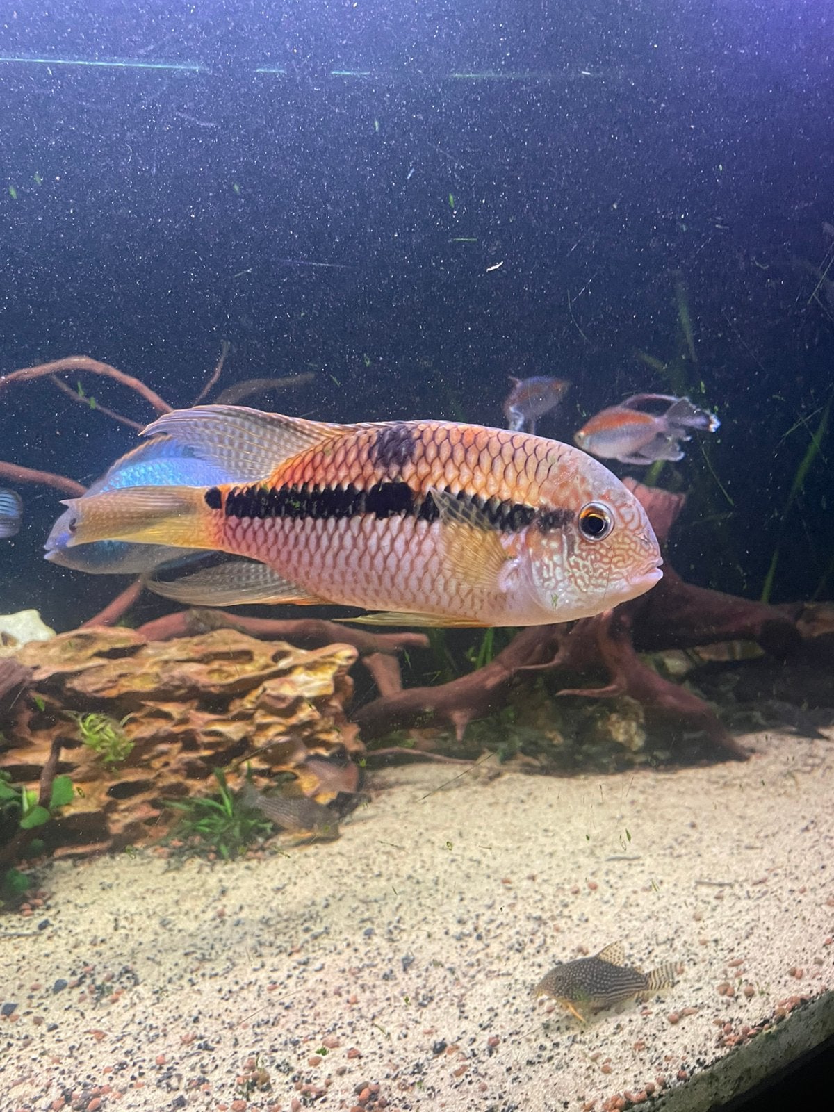 Eaquidens diadema vrouwtje 20 cm te koop, Dieren en Toebehoren, Vissen | Aquariumvissen, Vis, Zoetwatervis