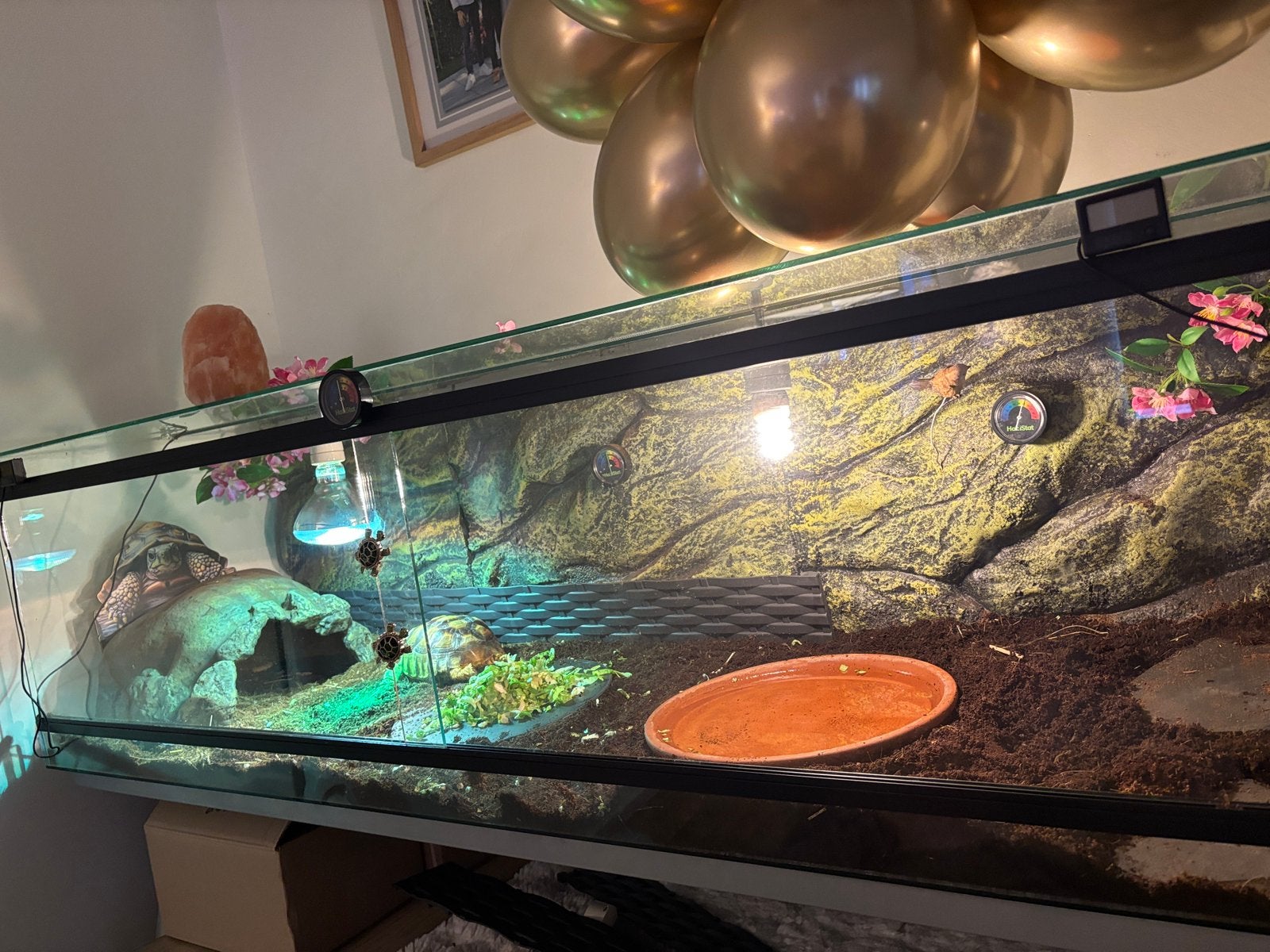 Terrarium met baby sulcata  shilpad te koop .., Dieren en Toebehoren, Ophalen of Verzenden, Zo goed als nieuw