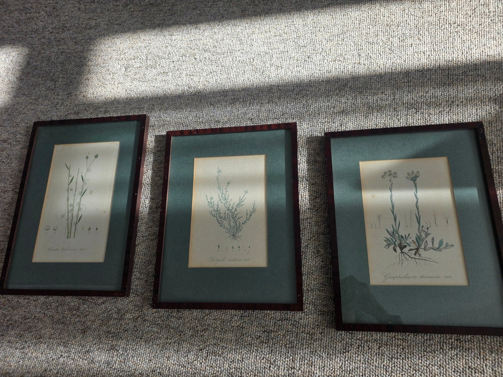 3 botanische prenten – vermoedelijk 19e eeuw – ingelijst, Ophalen of Verzenden, Print, Prent, Ingelijst