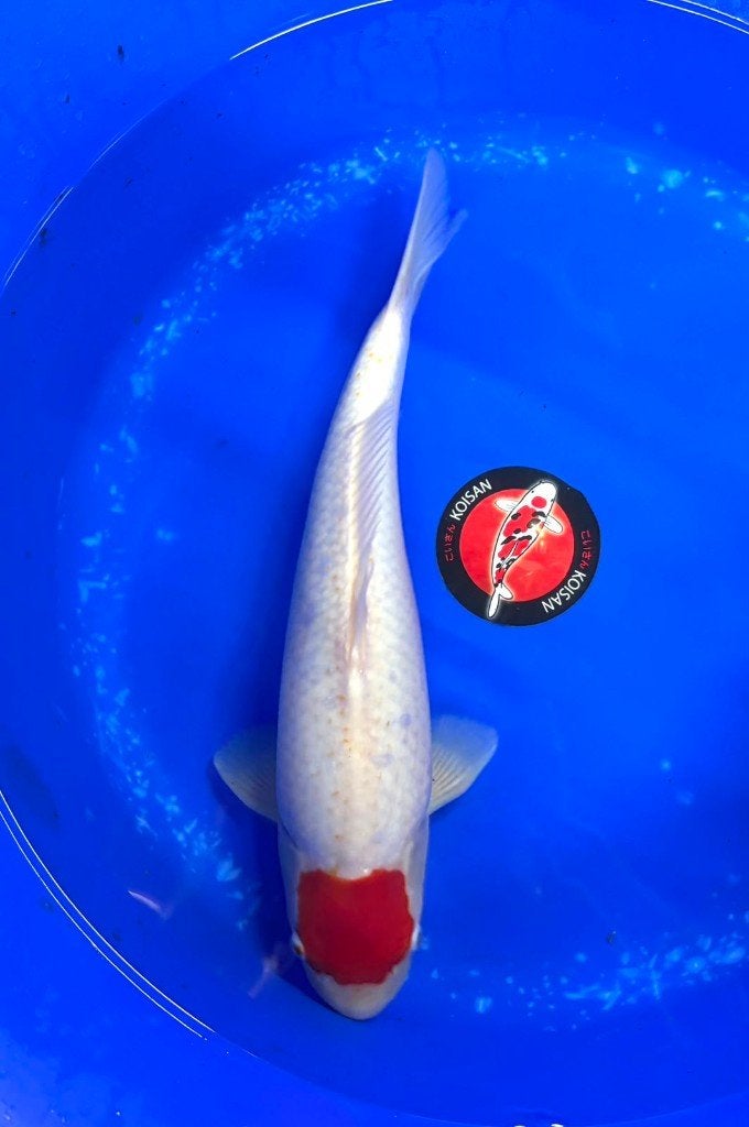 Diverse Japanse koi karper | Koikarpers  | Nisai vissen, Karper of Koi