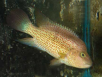 Midden Amerikaanse Cichliden: Chiapaheros grammodes, Dieren en Toebehoren, Vis, Zoetwatervis