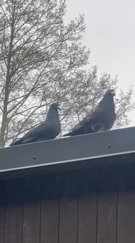 Te koop 12 duiven, Dieren en Toebehoren, Meerdere dieren, Postduif
