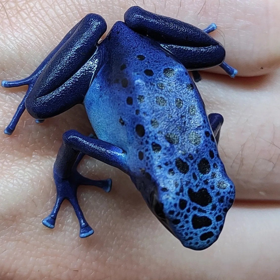 Dendrobates azureus, diverse bloedlijnen