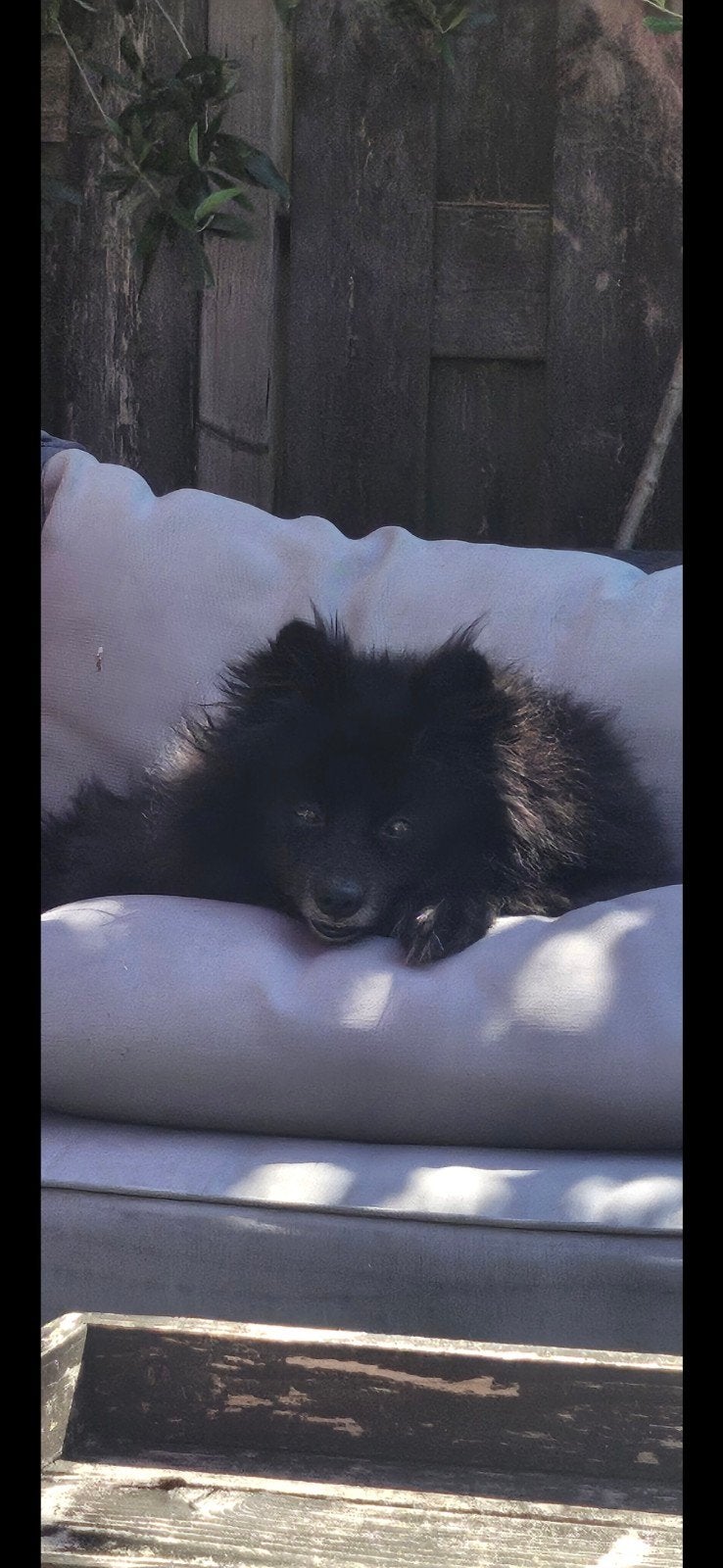 zwarte keeshond/pomeriaan, Dieren en Toebehoren, 6 jaar of ouder, Keeshond, Reu, Meerdere