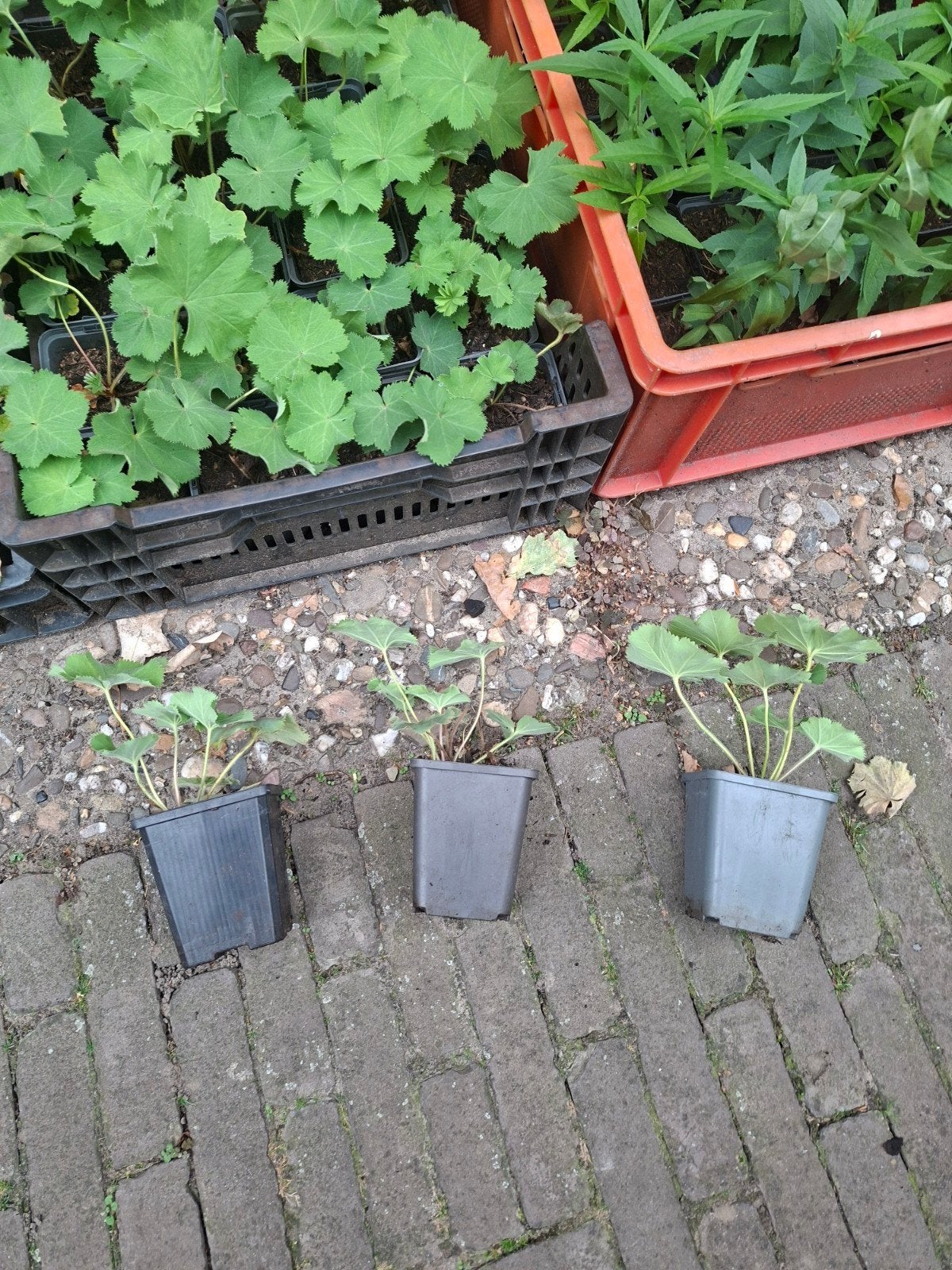 Foto 3 van 24x Alchemilla mollis, vrouwenmantel, p9 pot