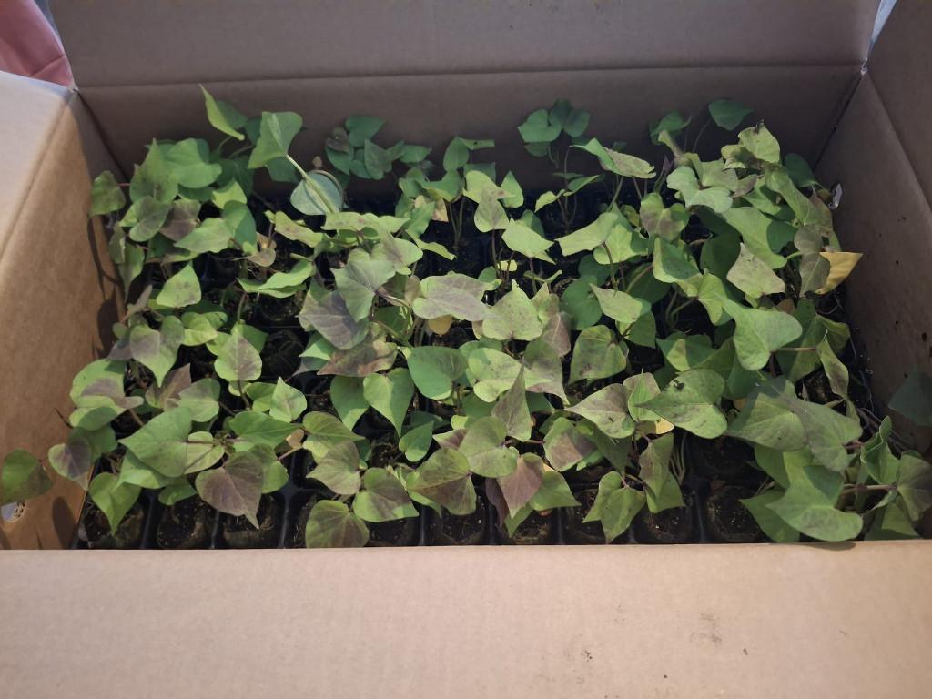 Zoete aardappel plantjes biologisch gecertifeerd, Ophalen, Eenjarig, Groenteplanten, Volle zon