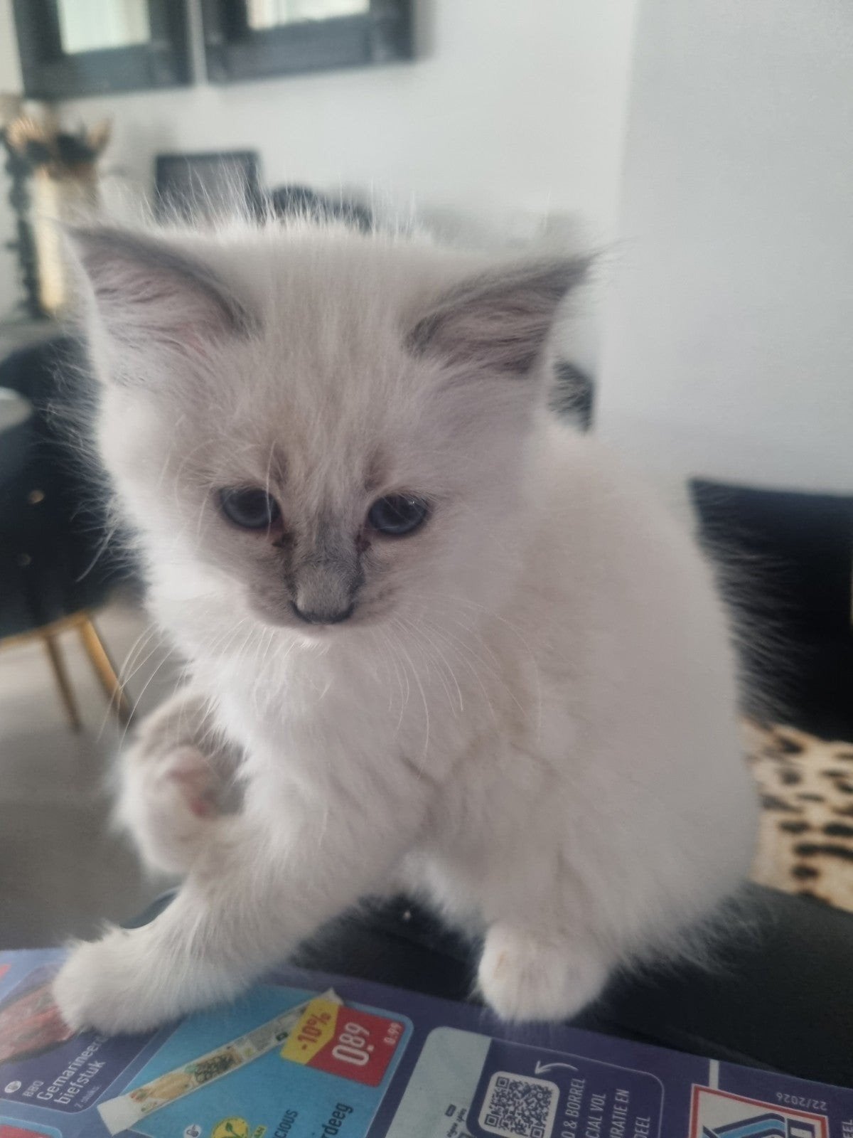 Ragdoll kitten te koop ,paspoort en chip, Poes, Gechipt