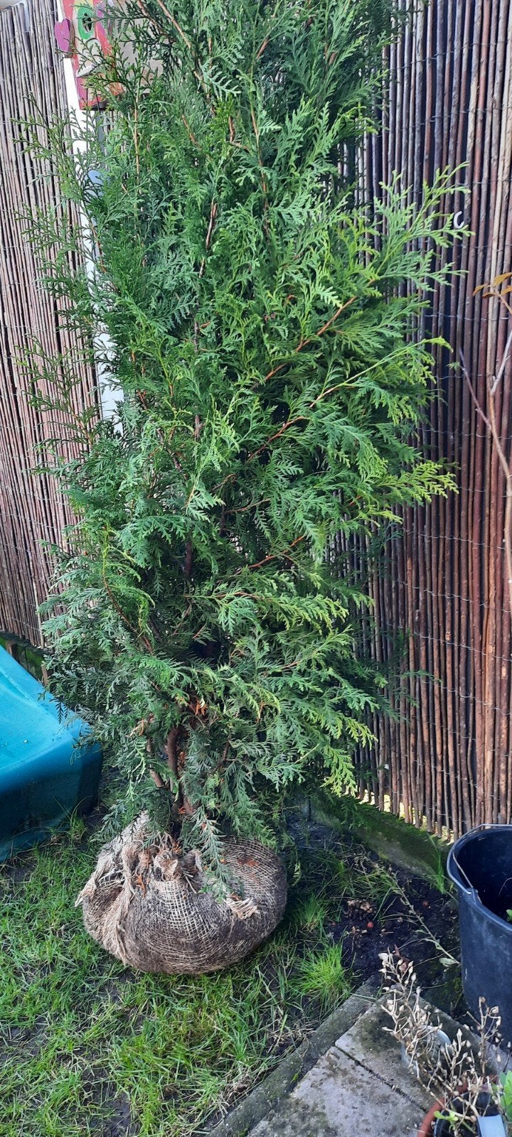 Conifeer Tua Brabant 1.80-2.00 m, Tuin en Terras, Ophalen, Conifeer, 100 tot 250 cm