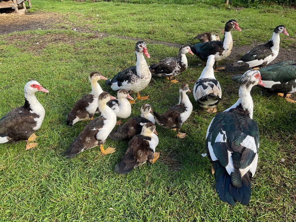 Muskuseenden, Dieren en Toebehoren, Meerdere dieren, Eend
