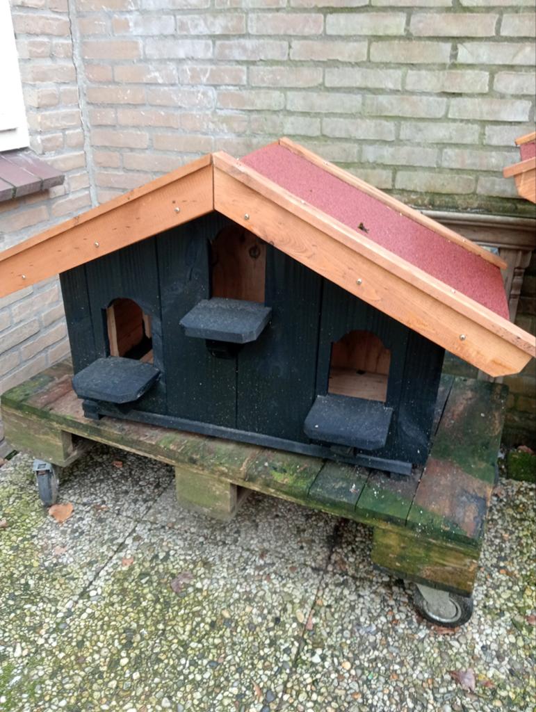 Muur duiven til 95,00, Dieren en Toebehoren, Vogels | Duiven, Meerdere dieren, Postduif