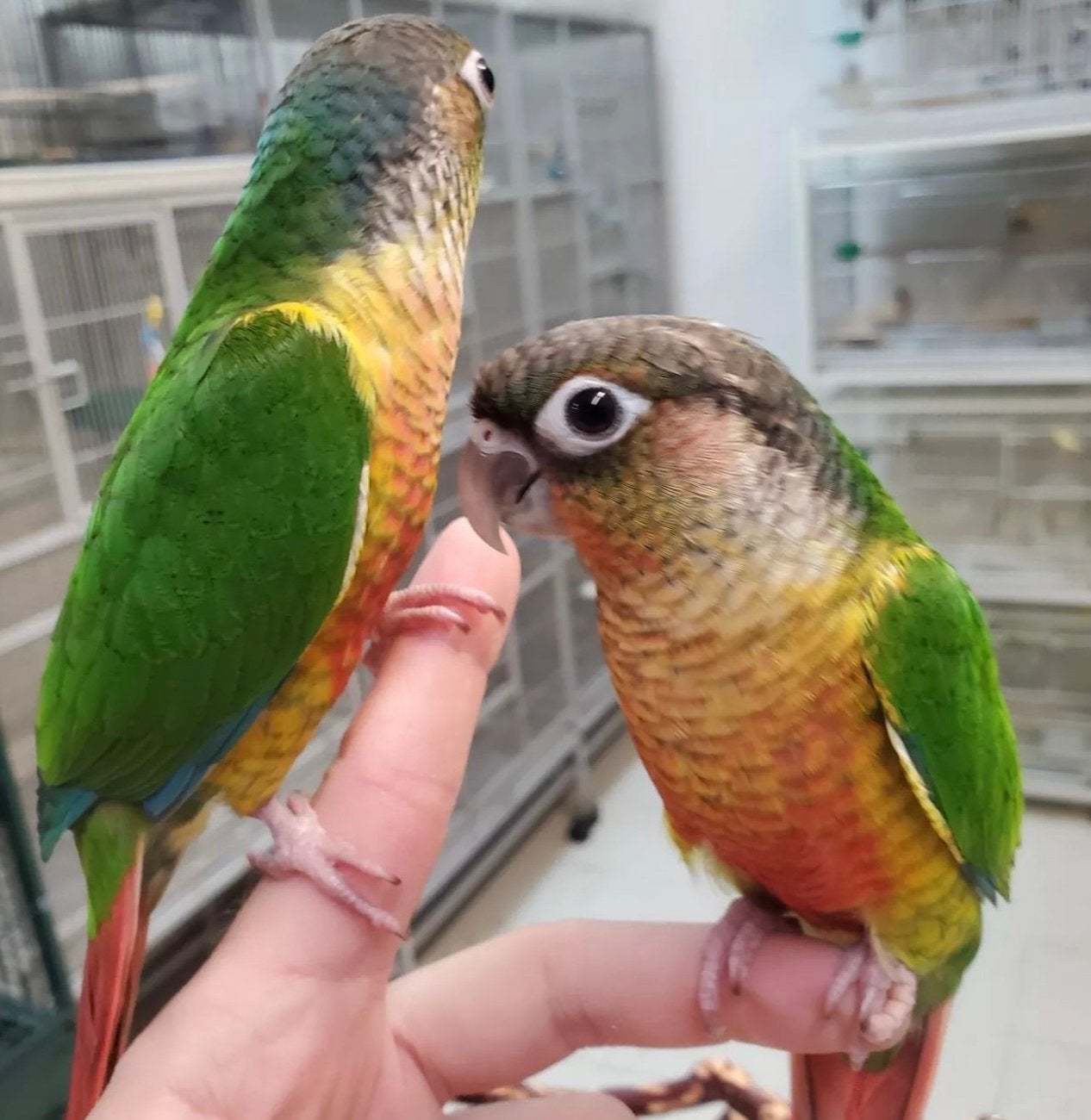 jonge pyrrhuras in diverse kleuren, Dieren en Toebehoren, Meerdere dieren, Papegaai, Pratend