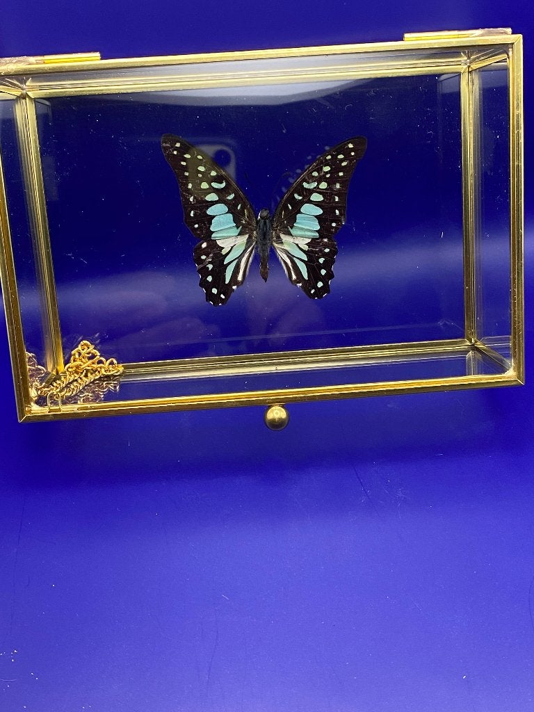 vlinder Graphium Doson in vitrine, Ophalen, Nieuw, Insect, Opgezet dier