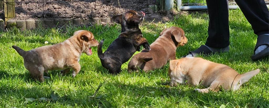 Te koop 4 super lieve jack russel pups, Jack Russell Terriër, 8 tot 15 weken, Parvo, Meerdere