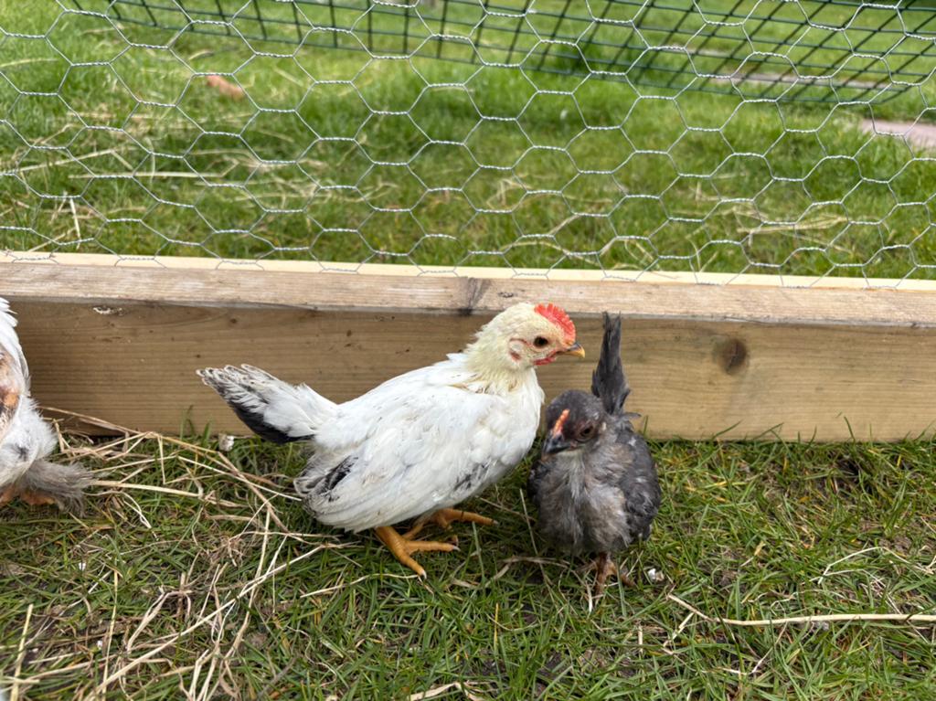 Chabo haantje, Dieren en Toebehoren, Pluimvee, Mannelijk, Kip