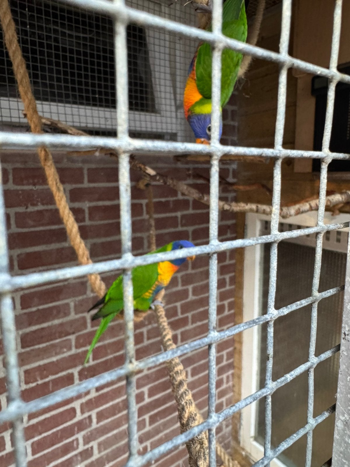 Lorie van de blauwe bergen 4 stuks, Dieren en Toebehoren, Vogels | Parkieten en Papegaaien, Meerdere dieren, Papegaai, Geringd