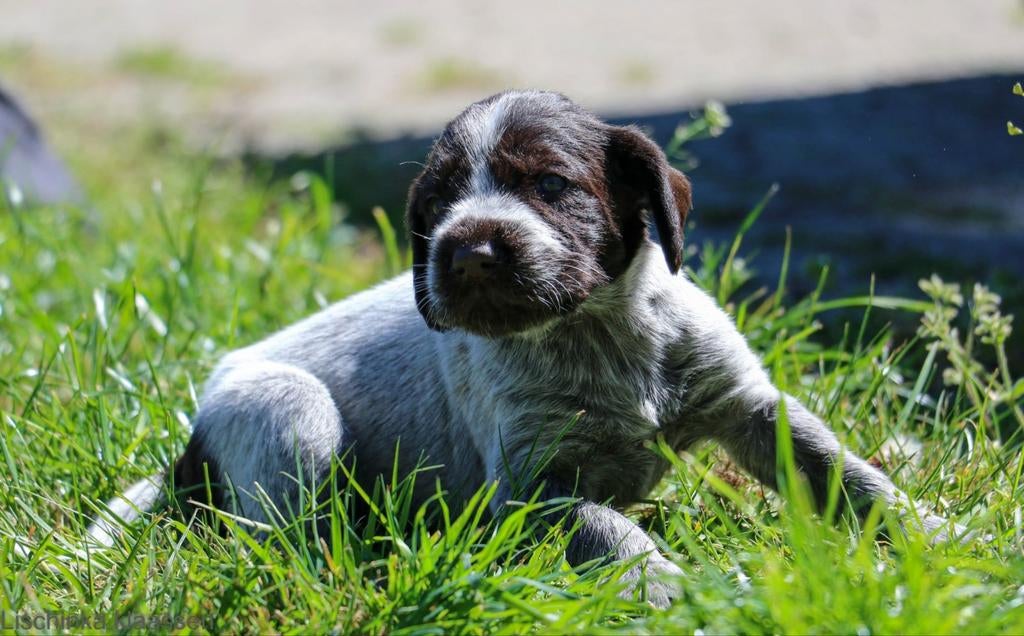Duitse staande draadhaar pups, Duitse Staande hond, 8 tot 15 weken, Meerdere, Meerdere dieren