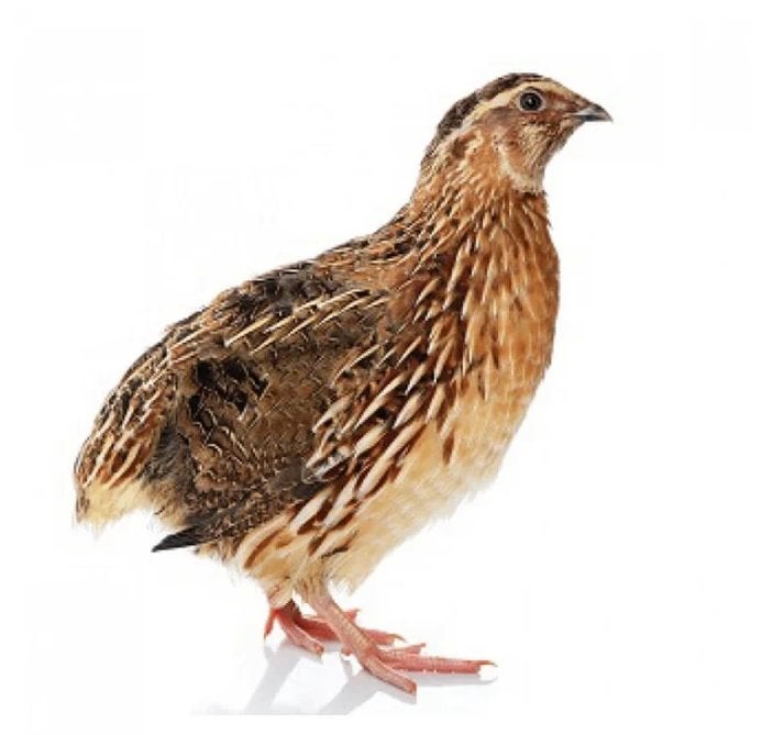 Gezocht: 5 Japanse kwartel hennen, Dieren en Toebehoren, Pluimvee, Vrouwelijk, Overige soorten