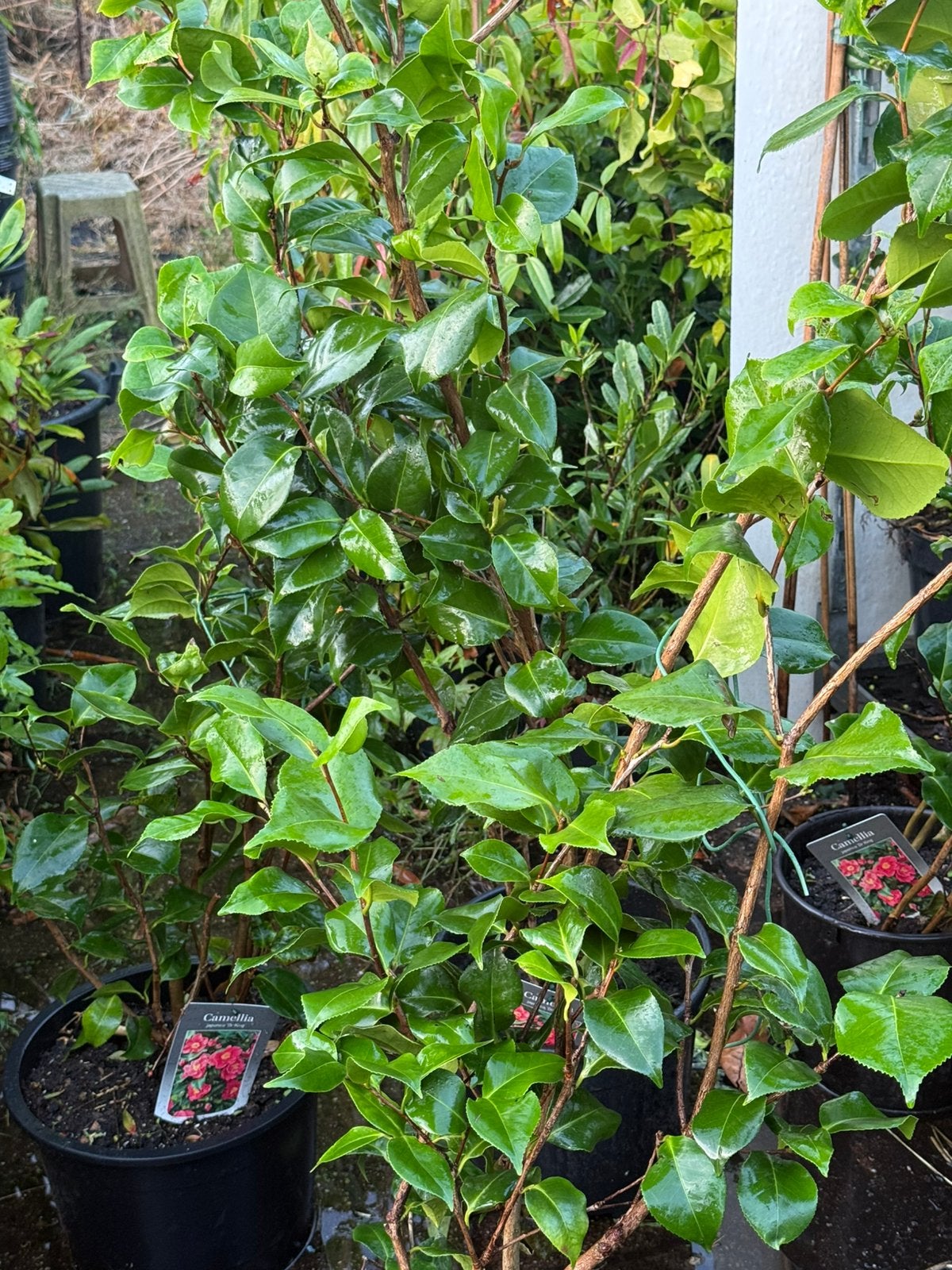 Camelia dr king grote plant 150cm nu ruim prijs slechts14,95, Ophalen, Overige soorten, Volle zon