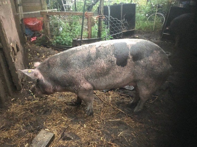 Te Koop pietrain varken, Vrouwelijk, Varken, 0 tot 2 jaar