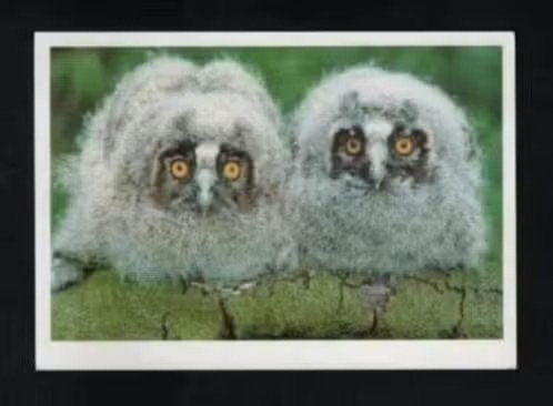 Ransuilen Uilskuikens Rysterbosk Rijs Gaasterland., Ophalen of Verzenden, 1980 tot heden, Ongelopen, Vogel