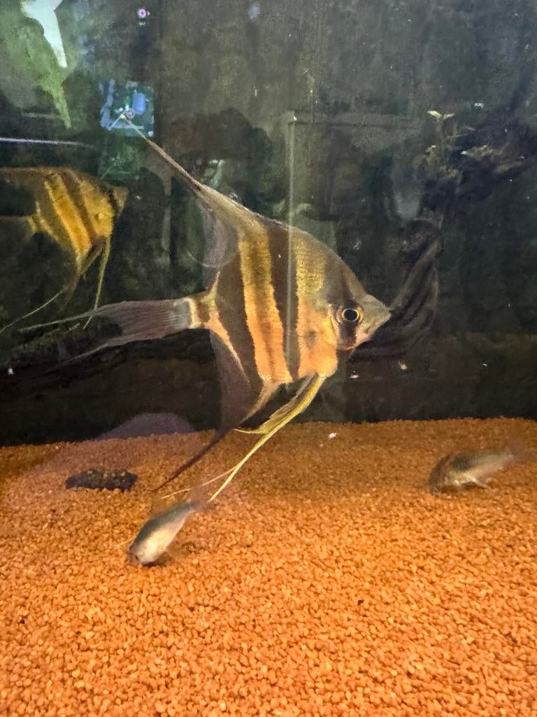 1x Altum Orinoco, Dieren en Toebehoren, Vissen | Aquariumvissen, Vis