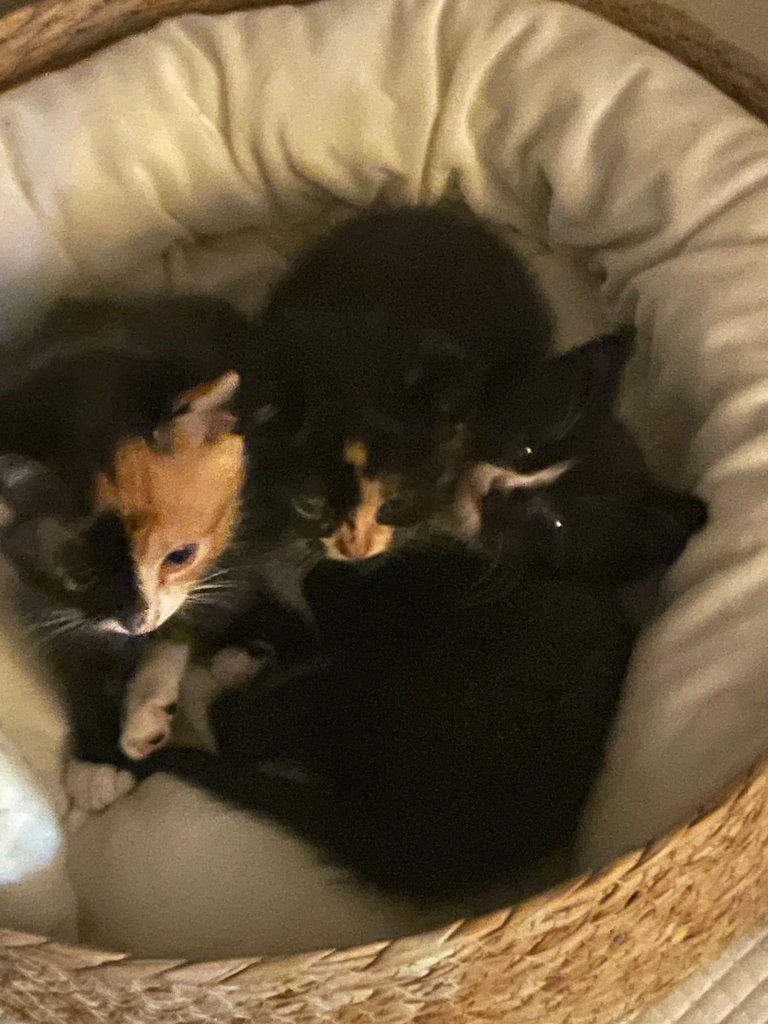 Kittens, Meerdere dieren, Kortharig, 0 tot 2 jaar