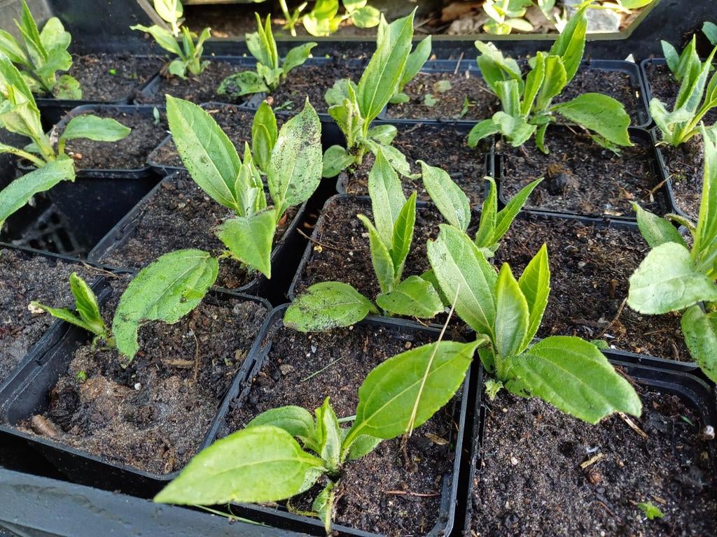 Aardpeer plantjes knollen aard peer, Tuin en Terras, Planten | Tuinplanten, Ophalen of Verzenden, Groenteplanten, Volle zon