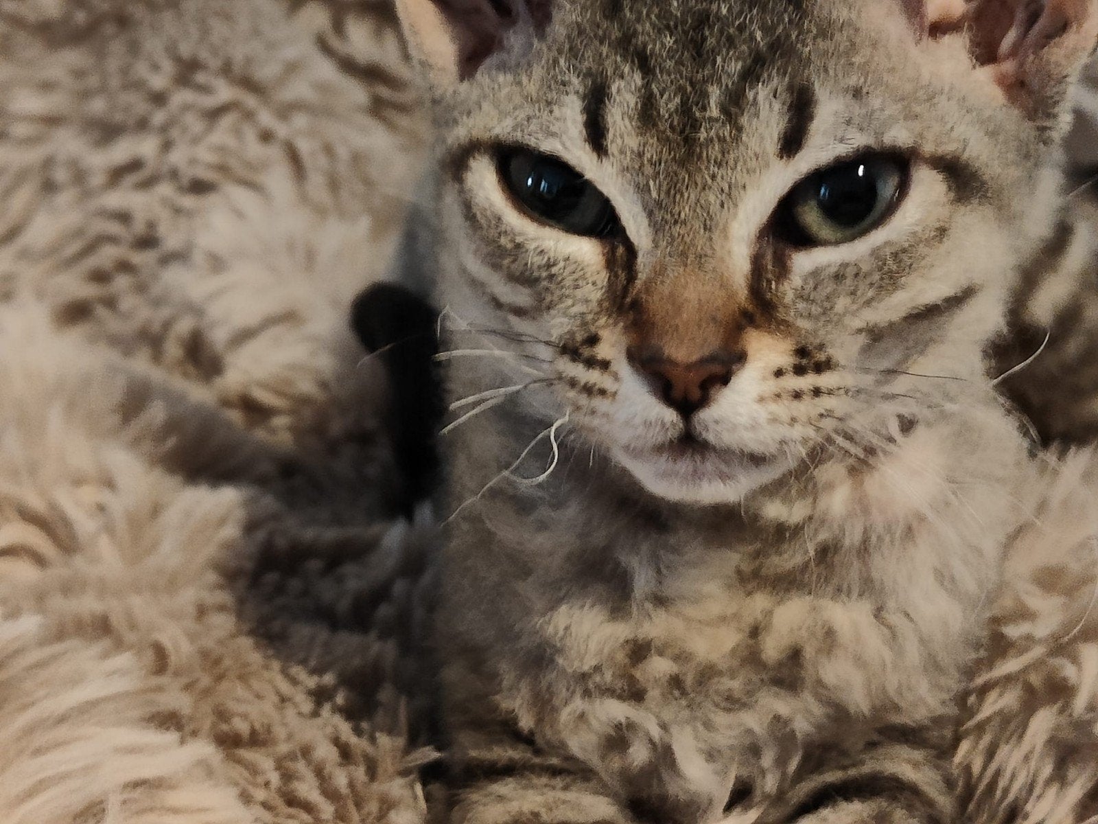 Prachtig katertje Devon Rex, Dieren en Toebehoren, Kater, Ontwormd