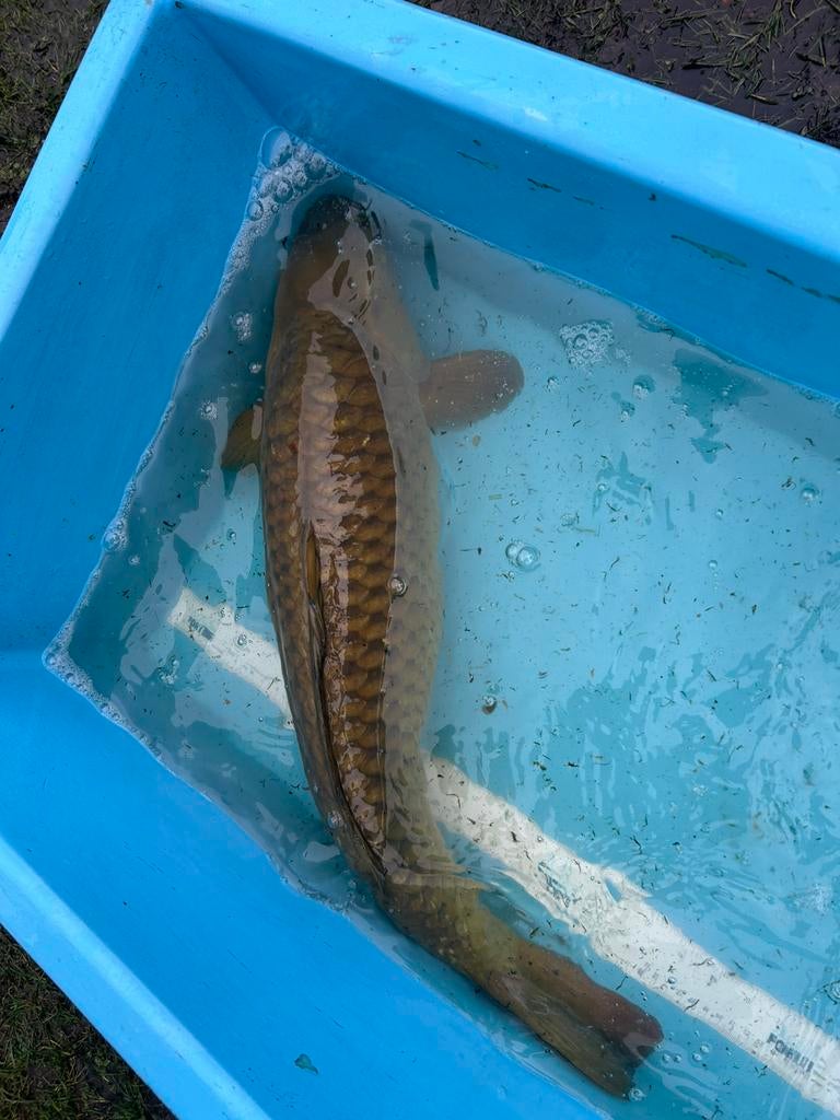 Chagoi koi 70 cm, Karper of Koi