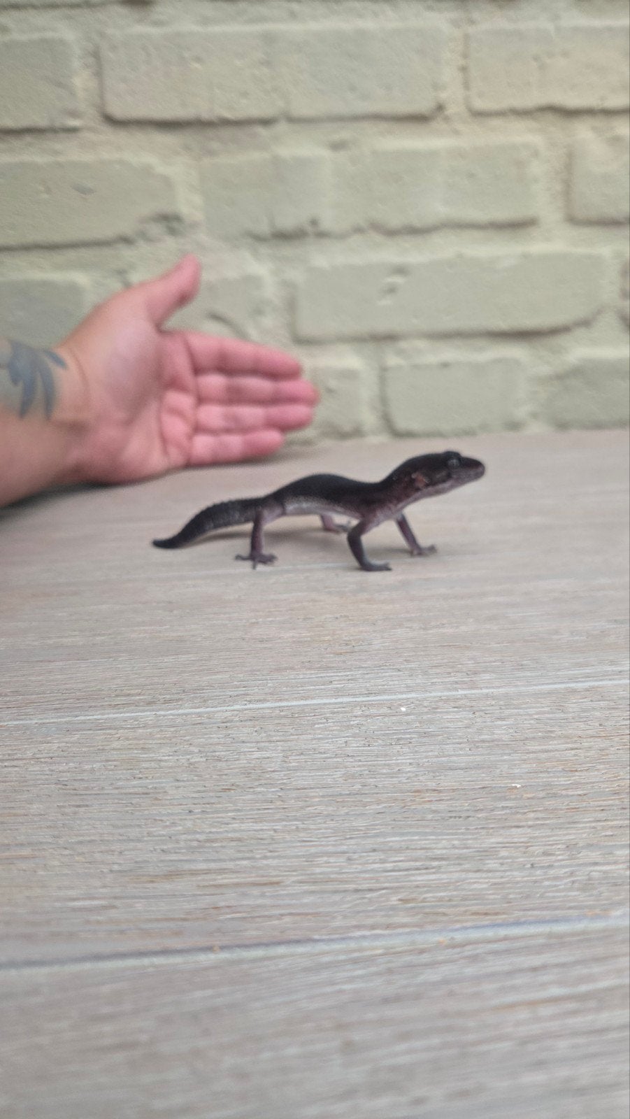 black night luipaard gekko man patroonloos Leopard Gecko photo 5